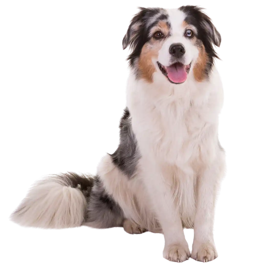 Chien moyen de type berger australien assis, pelage blanc et gris, sans arrière-plan.