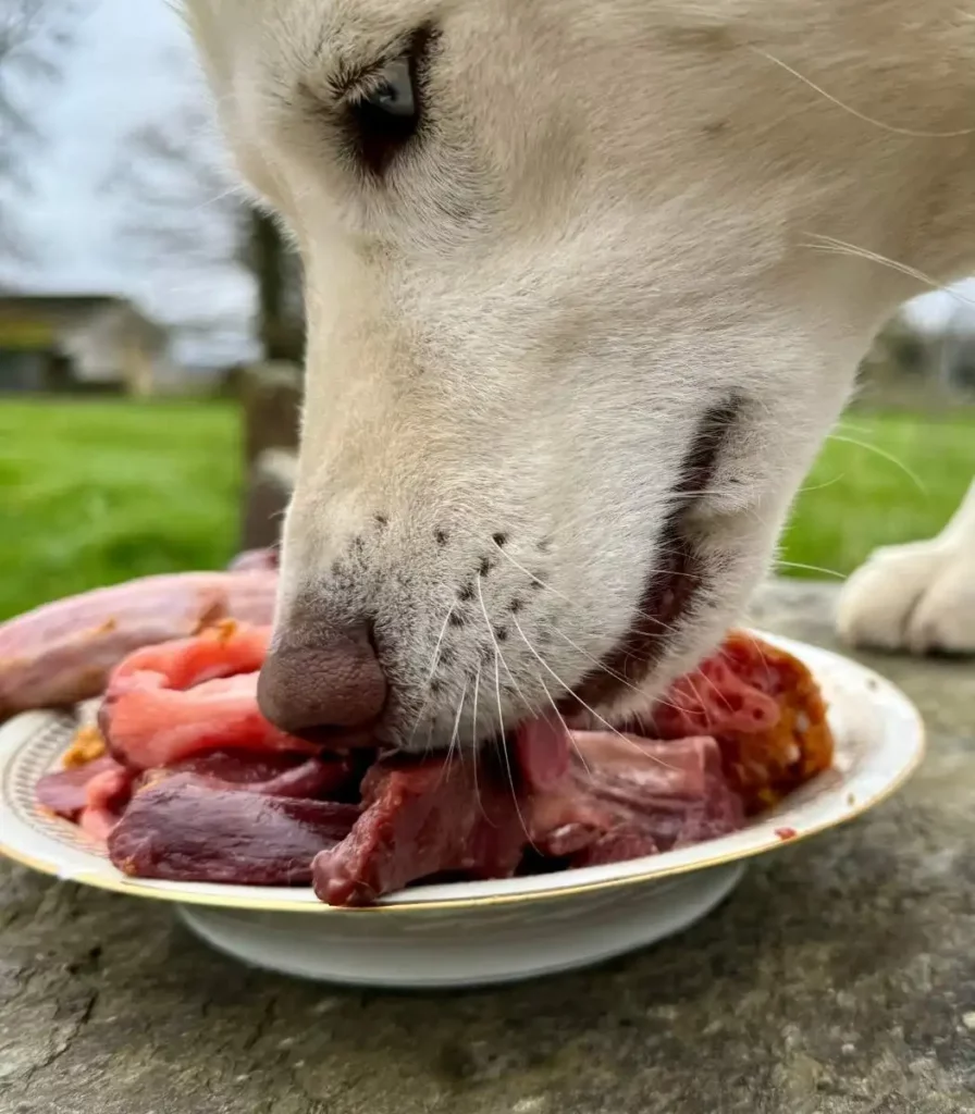 Chien qui mange une assiette remplie de viande de morceaux.