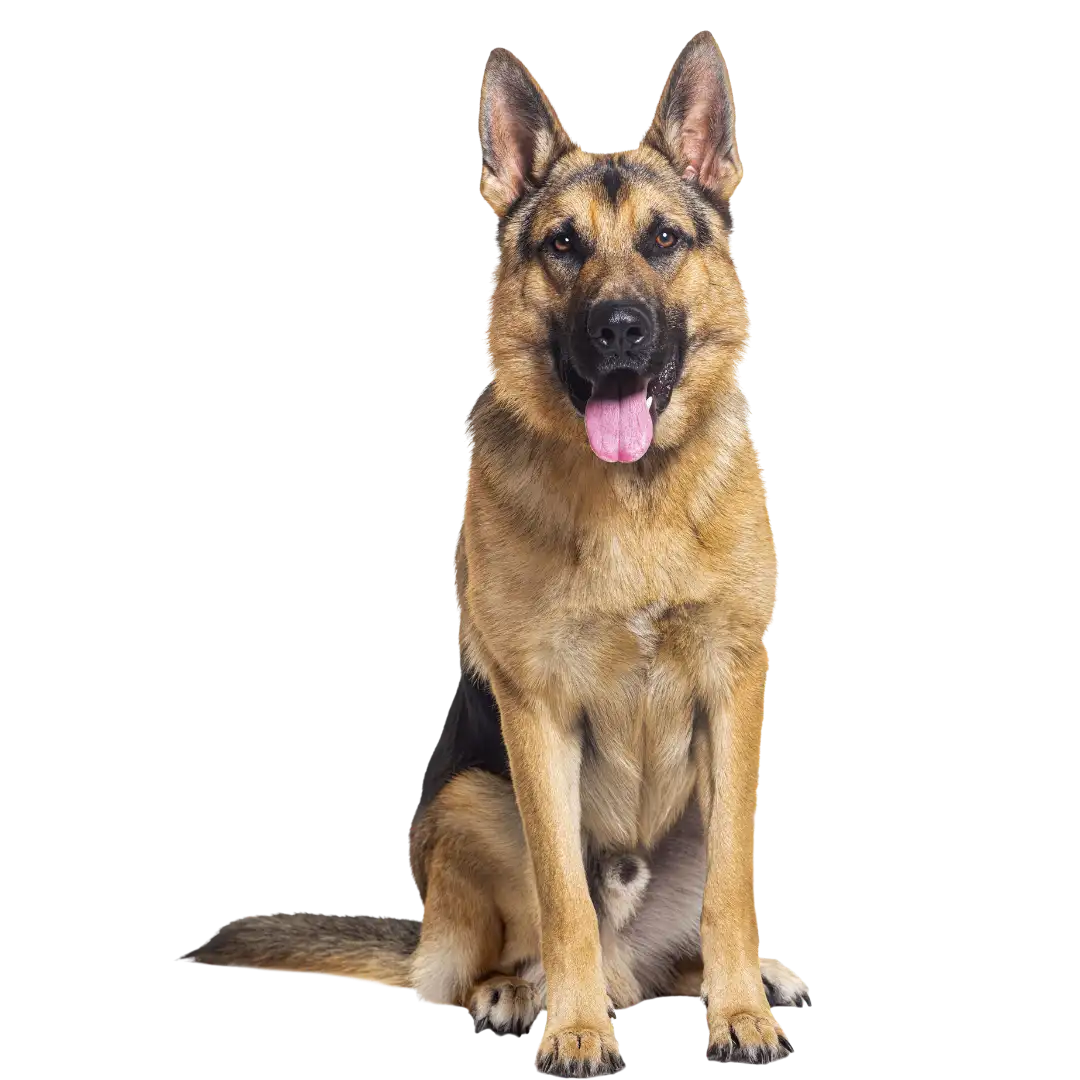 Grand chien de type berger allemand assis, pelage fauve et noir, sans arrière-plan