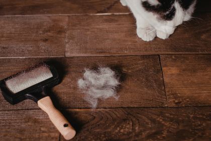 huile d'olive chien
