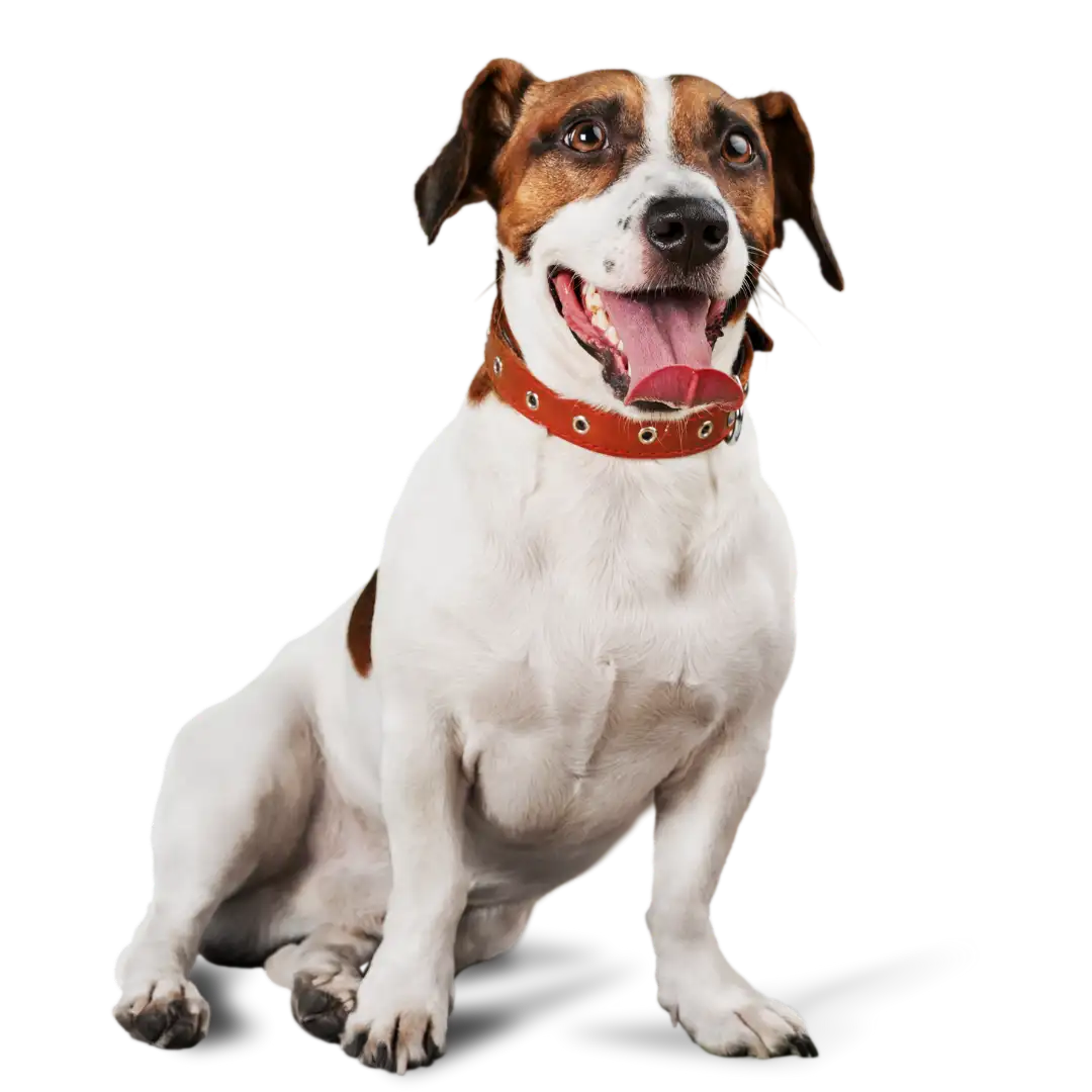 Petit chien blanc et marron assis, regard attentif, sans arrière-plan