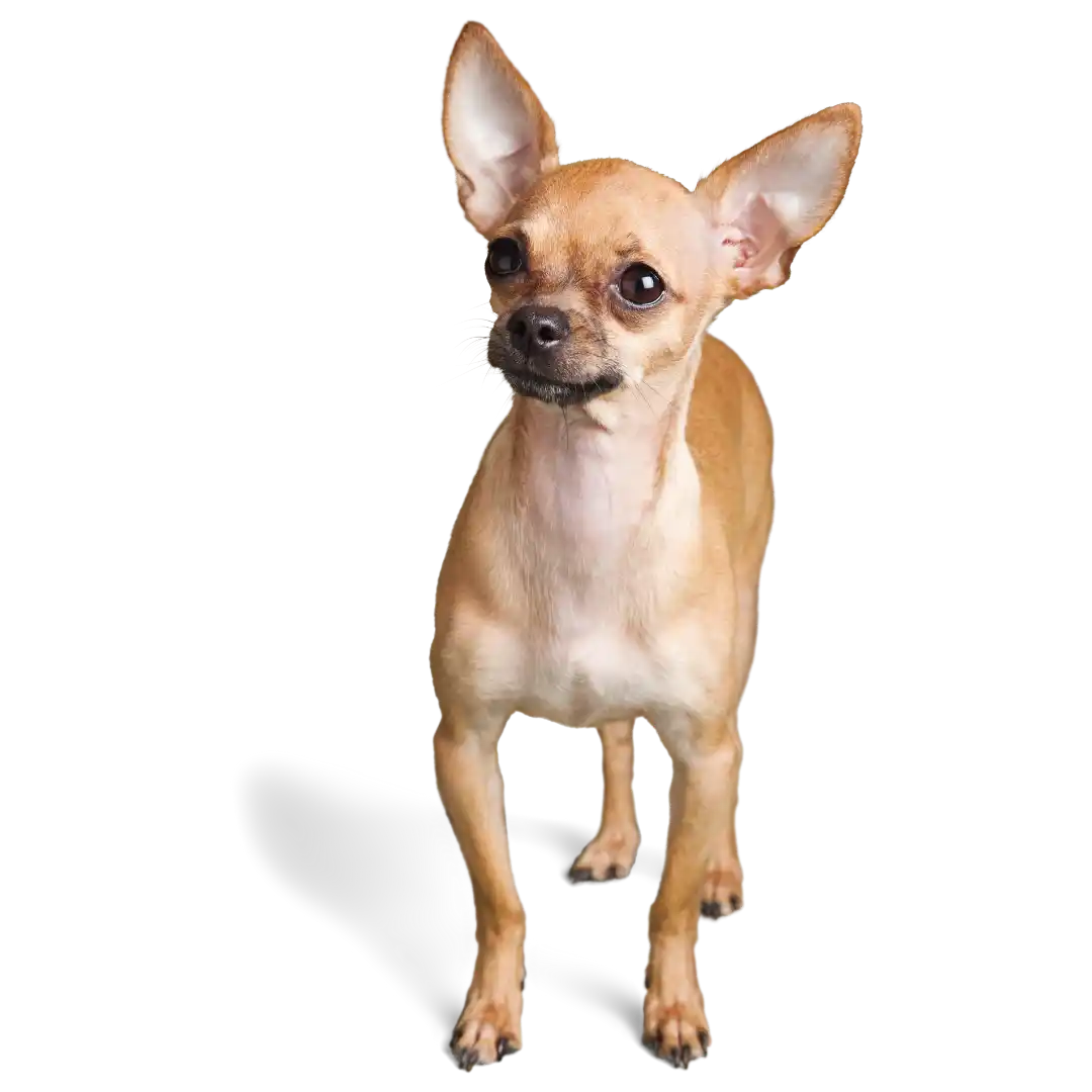 Très petit chien de type chihuahua debout, pelage fauve, sans arrière-plan