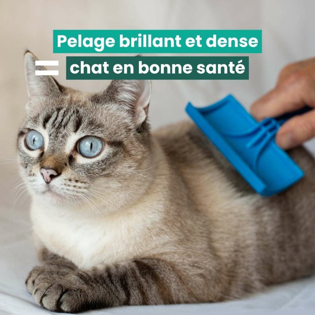 chat qui perd ses poils