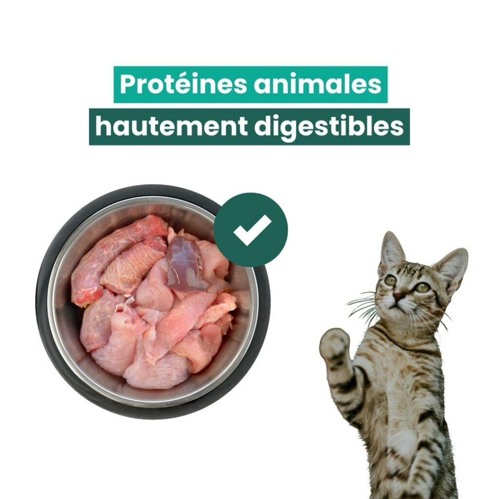 chat qui perd ses poils : viande de qualité 