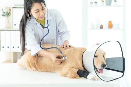 Vétérinaire examinant un chien golden retriever allongé sur une table, portant une collerette, avec un stéthoscope.