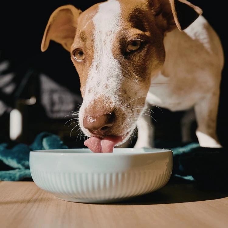Chien qui boit, symptôme d'un chien diabétique
