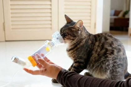 asthme du chat