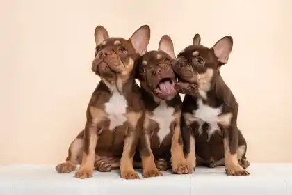 chiots bouledogue français assis ensemble studio élevage race brachycéphale