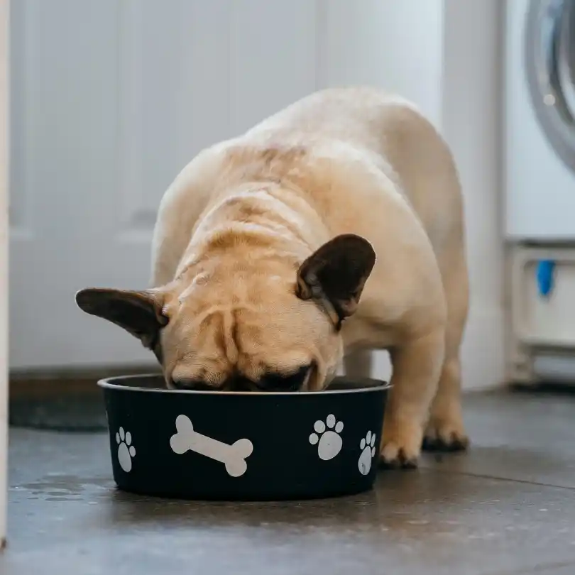 bouledogue français mange dans une gamelle alimentation chien barf