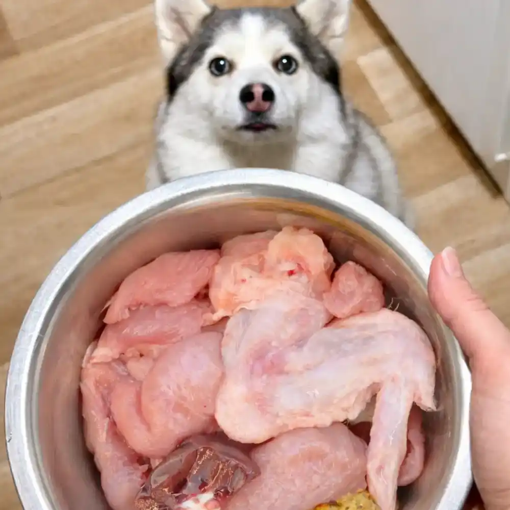 Repas BARF en morceaux Chien Pomsky qui regarde une gamelle remplie de repas BARF en morceaux à base de viande crue