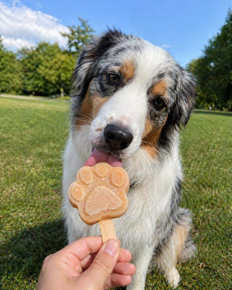 avantage-glace-pour-chien-750px Chien en train de manger une glace
