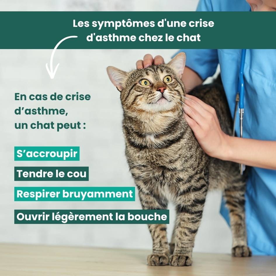 Les symptomes crise asthme du chat