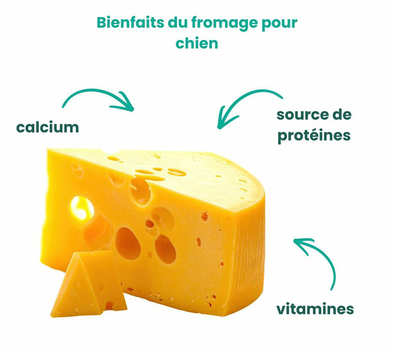 Schéma des bienfaits du fromage pour un chien