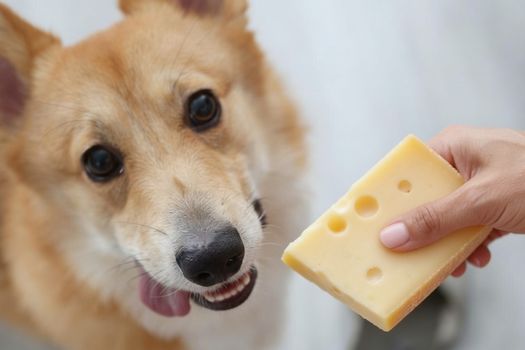 Morceau de fromage tendue à un chien