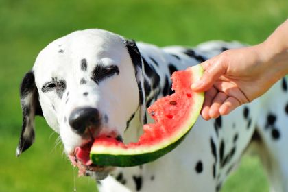 pastèque pour chien