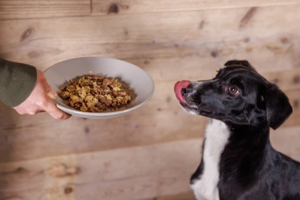Chien noir et blanc regardant avec intérêt un bol de nourriture lyophilisée pour chien