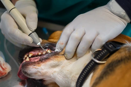 Détartrage des dents d'un chien chez le vétérinaire traitement du tartre