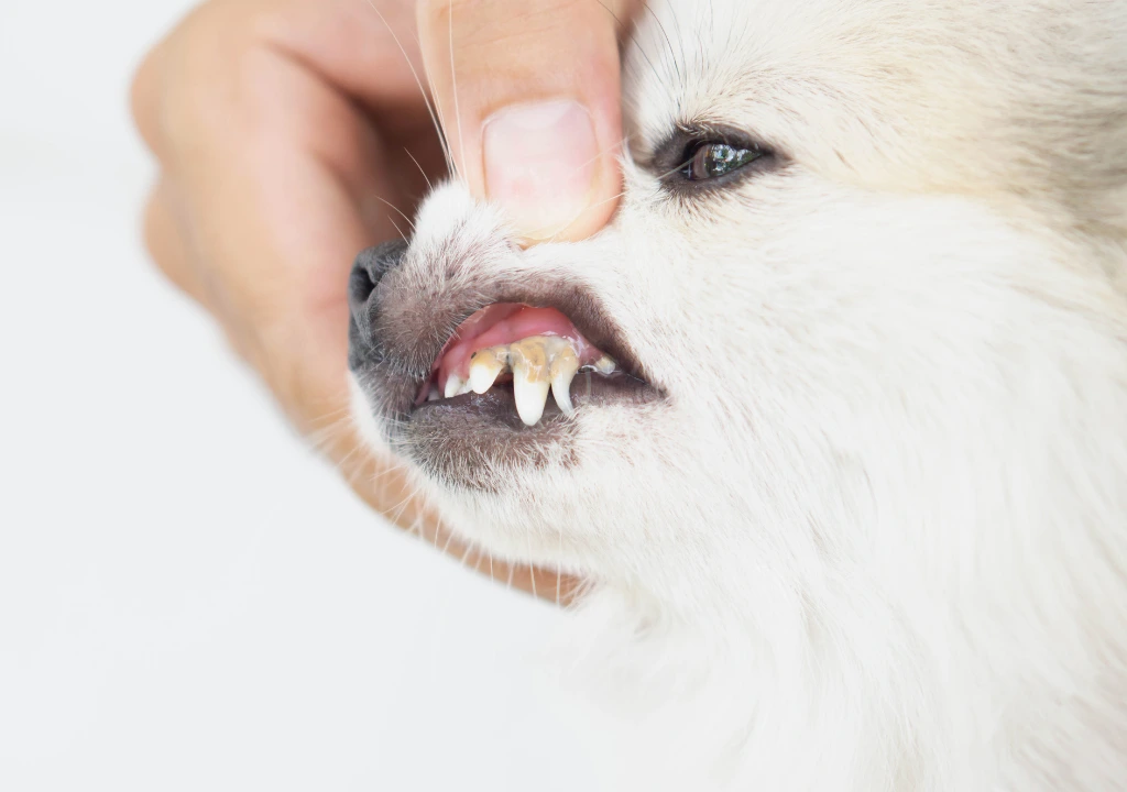 Tartre sur les dents du chien Gros plan sur les dents d'un spitz avec dépôt de tartre. Hygiène bucco-dentaire du chien