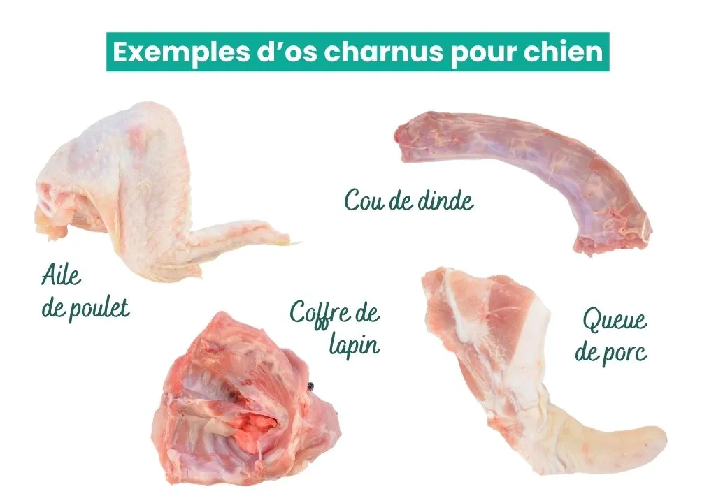 exemples-os-charnus-exclu-barf-sans-os Exemples d'os charnus pour chien devant être exclus des recettes de BARF sans os