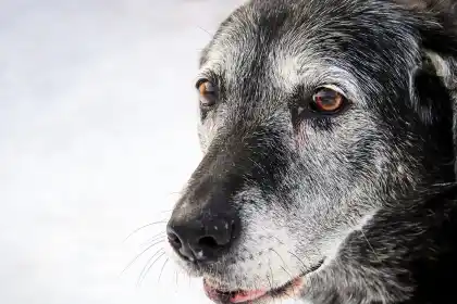 photo d'un chien senior