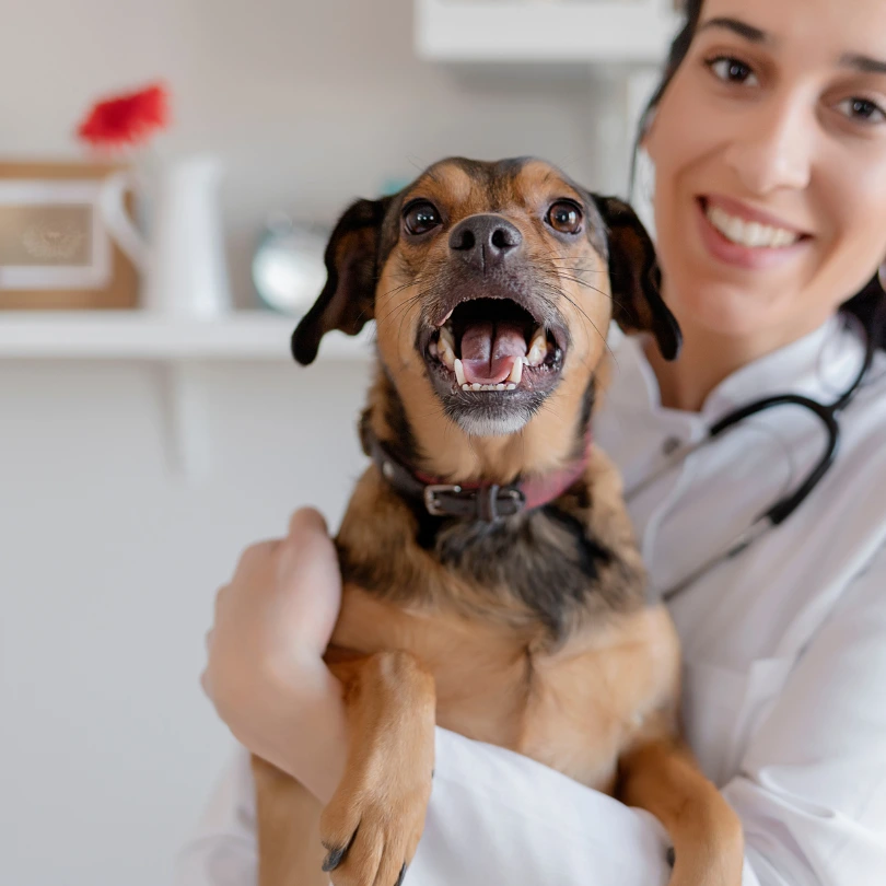 Chien avec des gaz dans les bras d'un vétérinaire