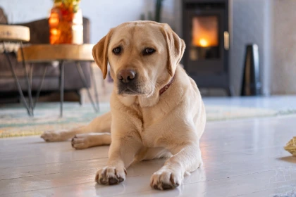 Labrador allongé au sol avec un regard coupable, chien qui pète