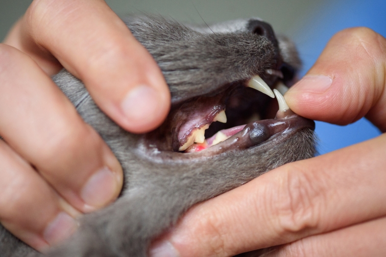 tartre chez le chat solution naturelle