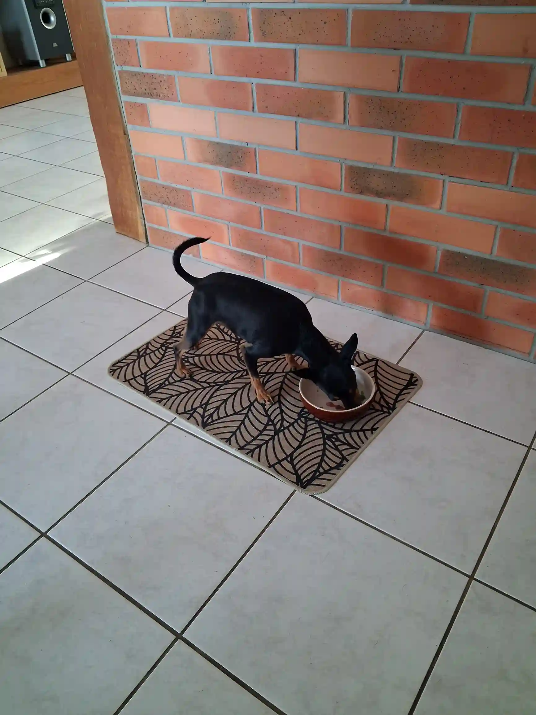 Vicky, pinscher nain en train de manger du BARF