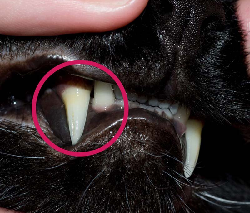 Zoom sur les dents d'un chat avec du tartre