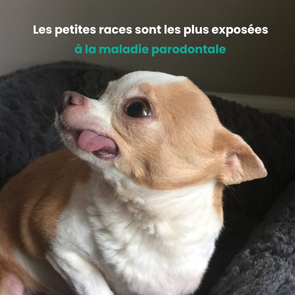 chien sans dents chien sans dents