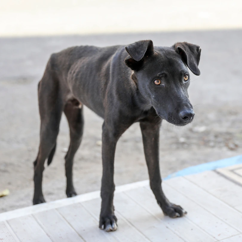 Chien noir maigre dans la rue