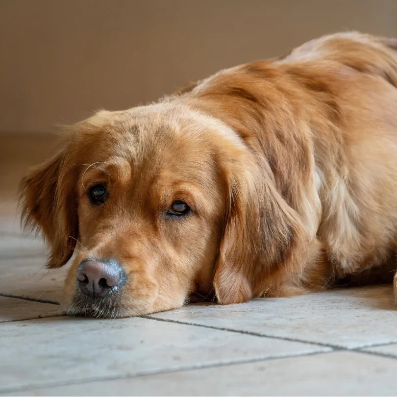 Chien qui mange trop vite Golden retriever allongé sur un carrelage, le museau posé au sol, l'air fatigué
