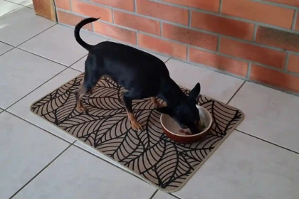 icky, pinscher nain, qui mange ses repas BARF qru