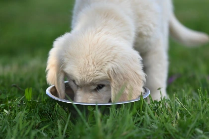 Chien qui mange rapidement dans une gamelle en inox, installé dans l'herbe