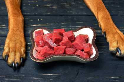 Pourquoi donner de la viande crue au chien ?